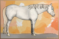 Horse Color:Perlino Roan Dun 