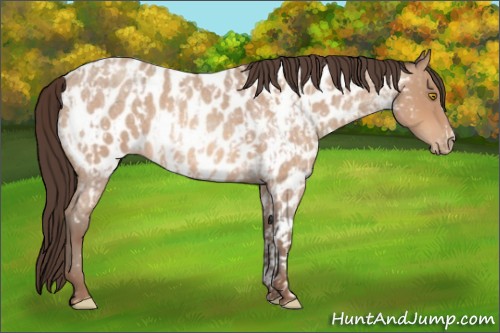 Horse Color:Amber Champagne Roan Appaloosa  and Amber Champagne Roan Appaloosa 
