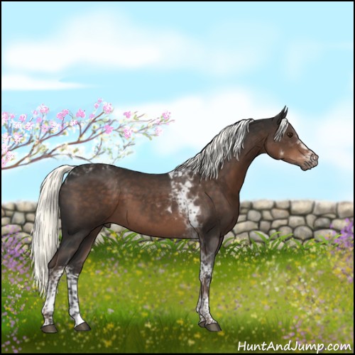 Horse Color:White Spotted Liver Chestnut Tobiano 