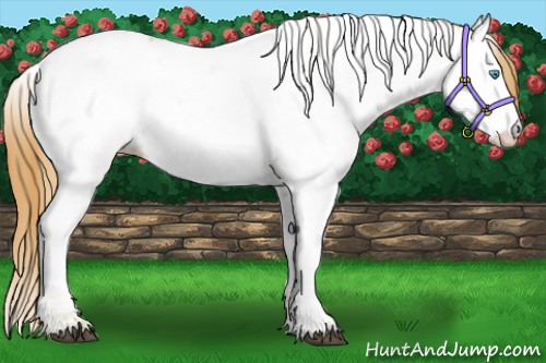 Horse Color:Red Dun Pearl Appaloosa 