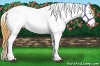 Horse Color:Red Dun Pearl Appaloosa 