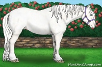 Horse Color:Gold Cream Champagne Pearl Appaloosa