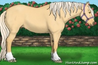 Horse Color:Palomino Dun