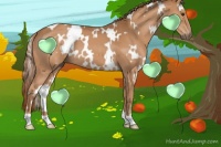 Horse Color:White Spotted Chestnut 