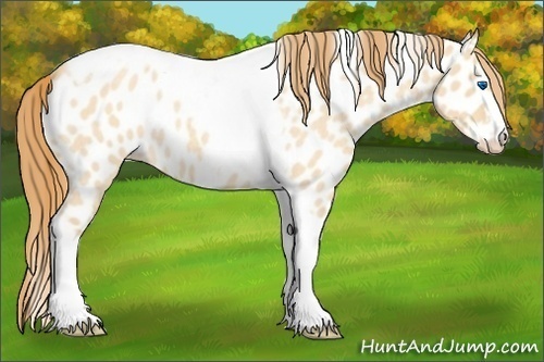 Horse Color:Gold Champagne Roan Dun Splash Tobiano Frame Appaloosa Rabicano 