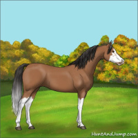 Horse Color:Bay Splash Frame