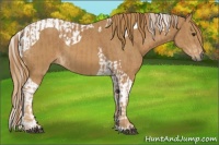 Horse Color:Chestnut  and Chestnut Tobiano 