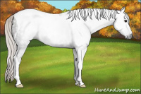 Horse Color:Gray Silver Black Tobiano
