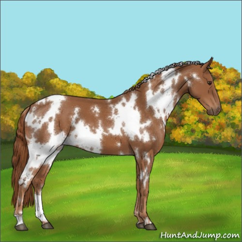 Horse Color:White Spotted Chestnut 