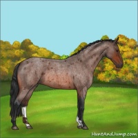 Horse Color:Brown Roan Rabicano 
