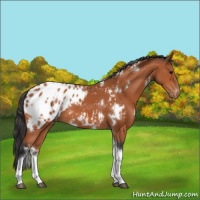 Horse Color:White Spotted Bay Tobiano Appaloosa 