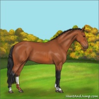 Horse Color:Bay 