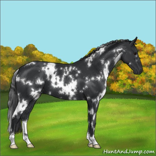 Horse Color:White Spotted Black