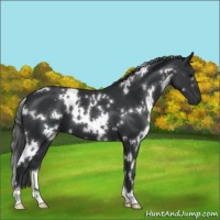 Horse Color:White Spotted Black 