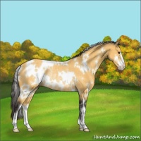 Horse Color:White Spotted Buckskin Sabino Rabicano