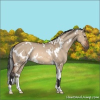 Horse Color:White Spotted Bay Dun 
