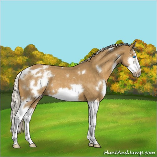 Horse Color:White Spotted Palomino Roan Splash Frame 