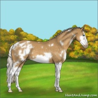 Horse Color:White Spotted Palomino Roan Splash Frame