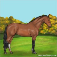 Horse Color:Bay Roan 