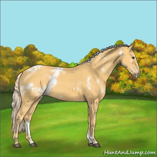 Horse Color:White Spotted Palomino 