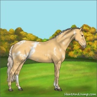 Horse Color:White Spotted Palomino 
