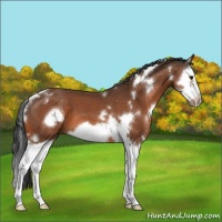 Horse Color:White Spotted Bay Splash Frame