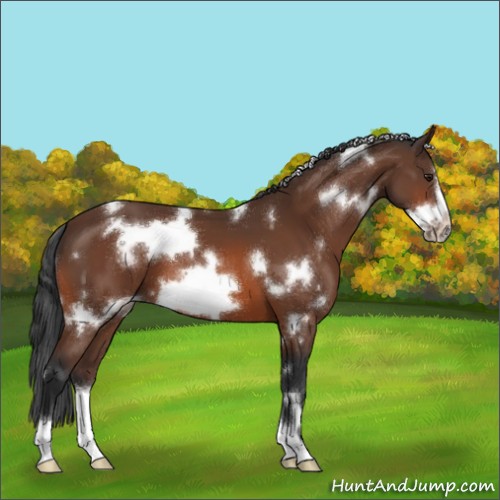Horse Color:White Spotted Brown Frame 