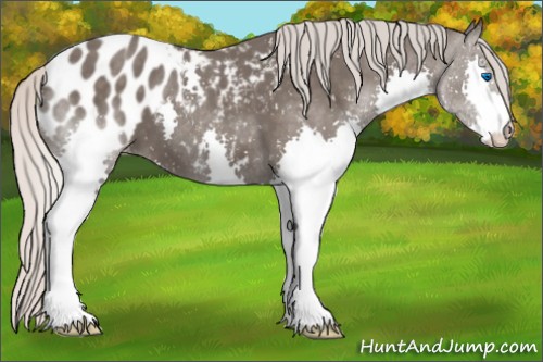 Horse Color:Silver Black Splash Appaloosa 