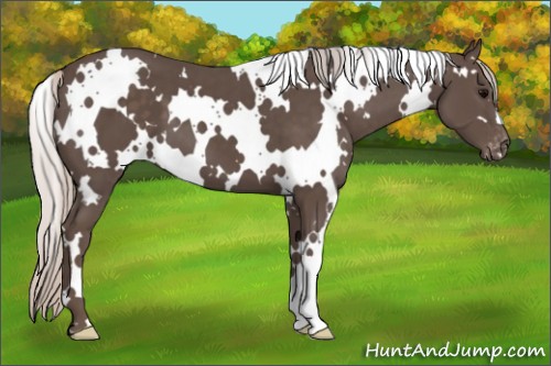 Horse Color:White Spotted Silver Black Appaloosa 