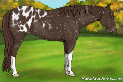 Horse Color:Liver Chestnut Appaloosa 