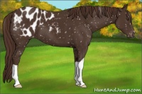 Horse Color:Liver Chestnut Appaloosa 