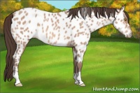 Horse Color:Amber Champagne Appaloosa 