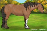 Horse Color:Bay and Bay