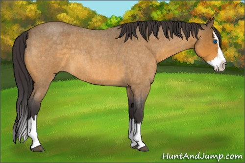 Horse Color:Buckskin Roan Splash 