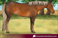 Horse Color:Chocolate Palomino 