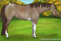 Horse Color:Liver Red Dun Tobiano 