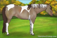 Horse Color:Liver Red Dun Tobiano