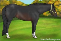 Horse Color:Brown 