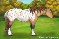 Horse Color:White Spotted Buckskin Dun Appaloosa 
