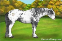 Horse Color:White Spotted Black Blanket 