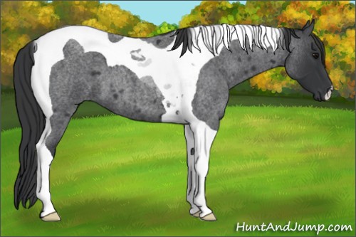 Horse Color:Blue Roan Tobiano 