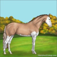 Horse Color:Gold Champagne Splash 
