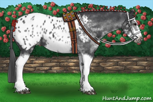 Horse Color:White Spotted Blue Roan Splash Frame Appaloosa