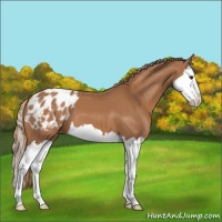Horse Color:Chestnut Splash Appaloosa 
