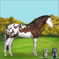 Horse Color:Brown Splash Appaloosa 