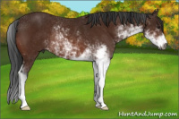 Horse Color:Gray Brown Sabino Rabicano