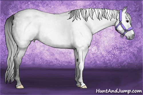 Horse Color:Gray Smoky Black Rabicano