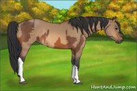 Horse Color:Bay  and Bay Dun 