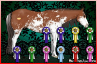 Horse Color:Bay Sabino 