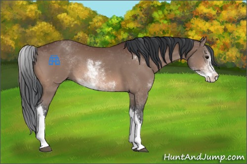 Horse Color:Bay Sabino